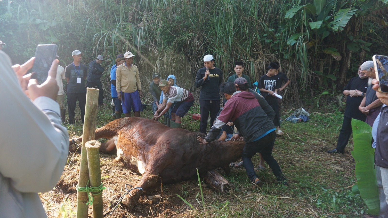 Qurban Madinah Qur'an 2026: Menebar Keberkahan dan Menguatkan Kebersamaan